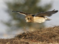 IMG 2659c  Short-eared Owl (Asio flammeus)